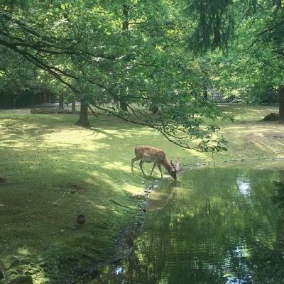 云南普洱市发通告禁止携带苹果手机进办公室？当地：不可能发这种通告